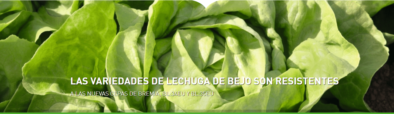 bejocab.|ImagenNotaPrensaLechugaBremia3435Bejo|LIBV_bejo|Bejo-logo-FC-1